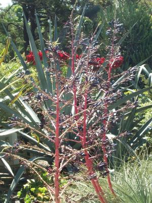 Botanic Gardens - Flowers.jpg