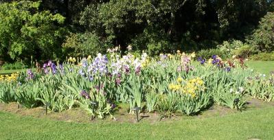 Botanic Gardens - Iris Patch.jpg