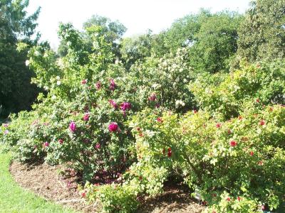 Botanic Gardens - Roses 1.jpg