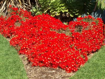 Botanic Gardens - Roses 2.jpg