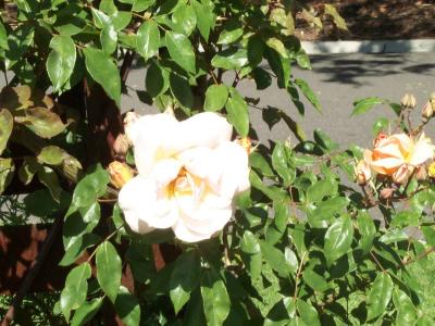 Botanic Gardens - Roses 3.jpg