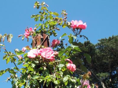 Botanic Gardens - Roses 4.jpg