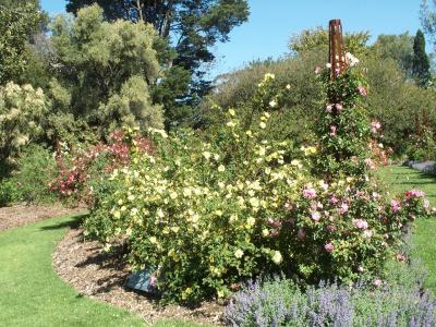 Botanic Gardens - Roses 5.jpg