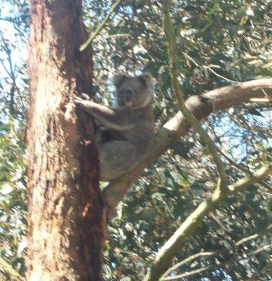 BBQ Lunch - Koala 1.jpg
