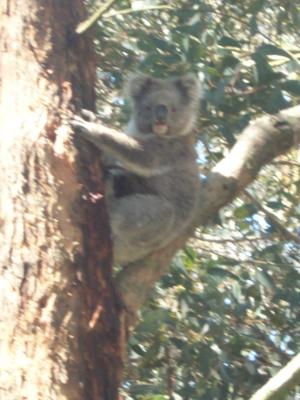 BBQ Lunch - Koala 2.jpg