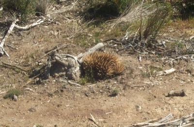 Echidna 1.jpg