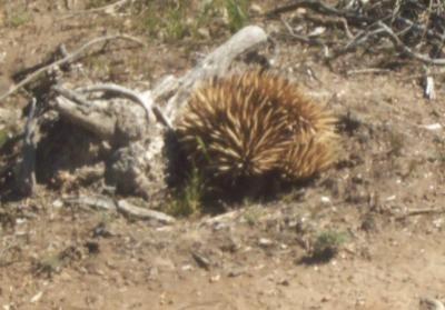 Echidna 2.jpg