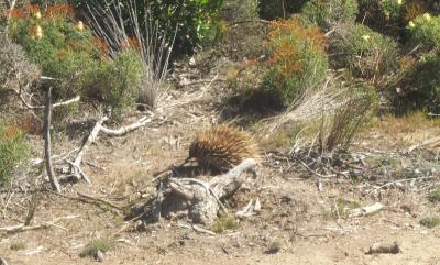 Echidna 3.jpg
