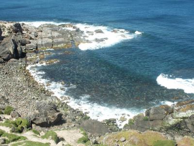 Fur Seals 2.jpg