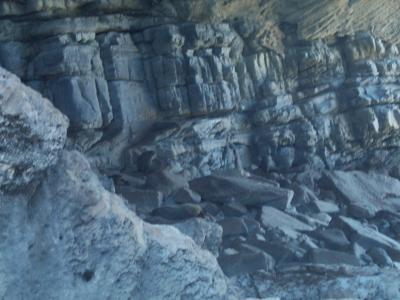 Fur Seals 6.jpg