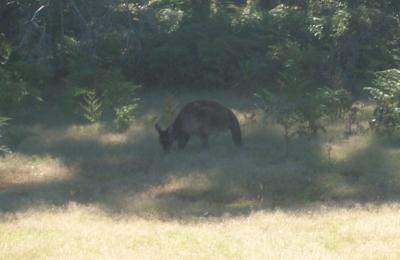 Grazing Kangaroo.jpg