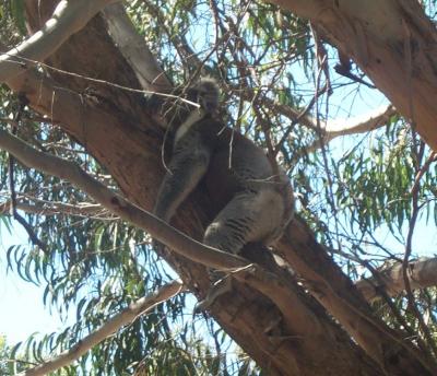 Flinders Chase NP Koala 1.jpg