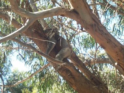 Flinders Chase NP Koala 2.jpg