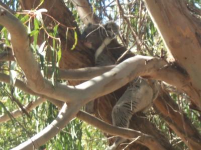 Flinders Chase NP Koala 3.jpg