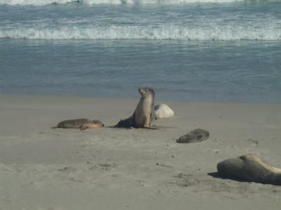 Seal Bay 7.jpg
