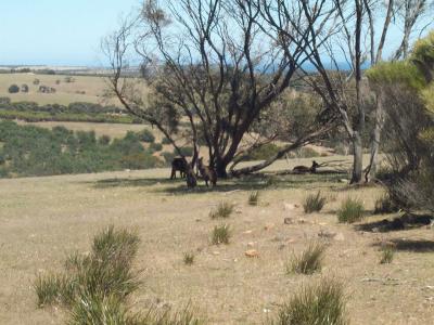 Stokes Bay - Kangaroos.jpg