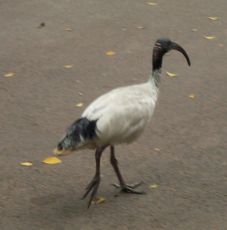 Ibis.jpg