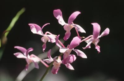 30C-35-Orchids