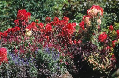 u35/goislands/medium/31789124.31C06LawaiGardens.jpg