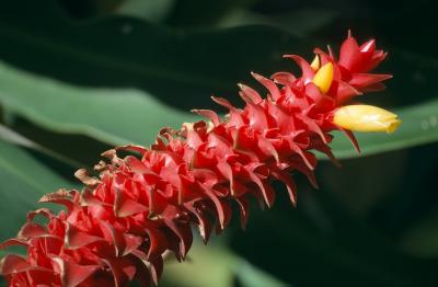 31C-16-Red Ginger with yellow Blossoms