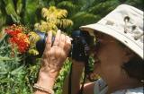 30C-33-Photographing Poinciana