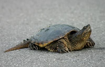 I decided to set it back down on the road. When I saw cars approaching I pointed at the turtle but many of the drivers didn't see the turtle but instead just saw me pointing. The cars rolled by oblivious that a turtle was in their path. If it were a cat it certainly would have used up a few of its 9 lives by now.

