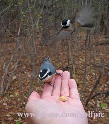 Chickadee and red-breasted Nuthatch fight over peanut