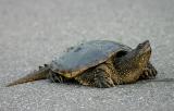 I decided to set it back down on the road. When I saw cars approaching I pointed at the turtle but many of the drivers didn't see the turtle but instead just saw me pointing. The cars rolled by oblivious that a turtle was in their path. If it were a cat it certainly would have used up a few of its 9 lives by now.