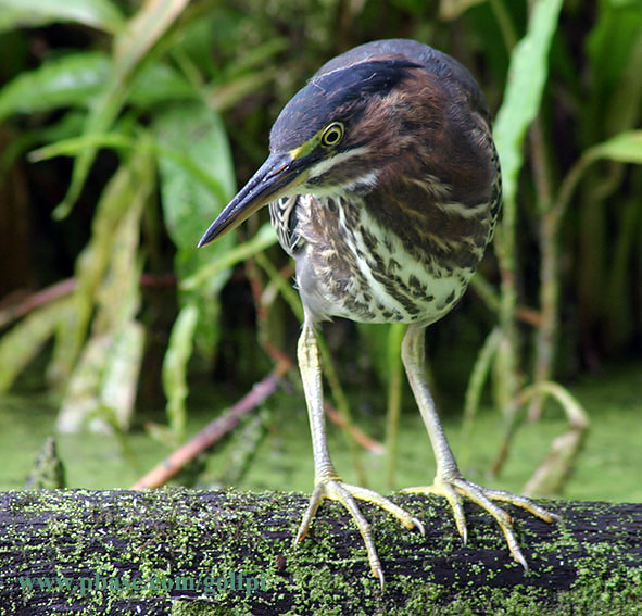 greenheron2x.jpg