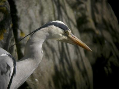 u35/grahamcheckley/medium/15929326.Grey_Heron_Edinburgh_26042003_from_JPEG_4958.jpg