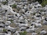 Sandwich Terns