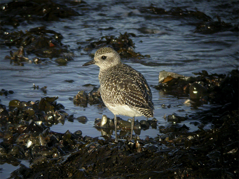 Grey Plover