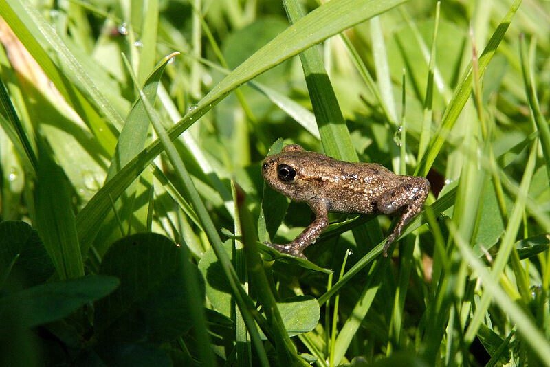 Toad