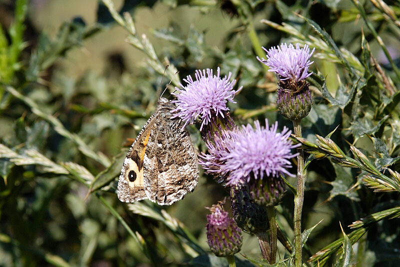 Grayling