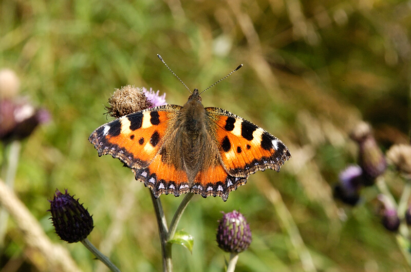 Small Tortoiseshell