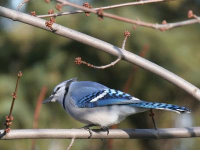 Blue Jay 02