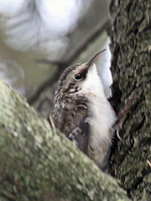 Brown Creeper 02