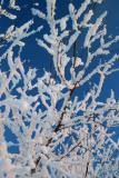 frosted trees 11_15_03.jpg