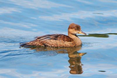 Juvenile Hooded Merganser