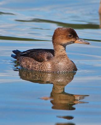 Juvenile Hooded Merganser