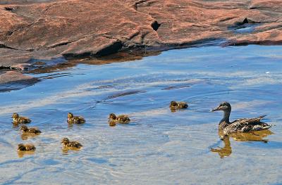 Mallard and Her Chicks