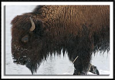 Soggy Bison