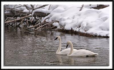 Trumpeter Swan Pair