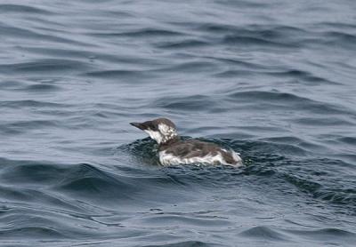 Common Murre