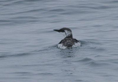 Common Murre