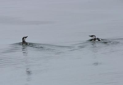 Common Murre