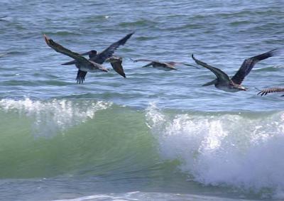 Brown Pelican