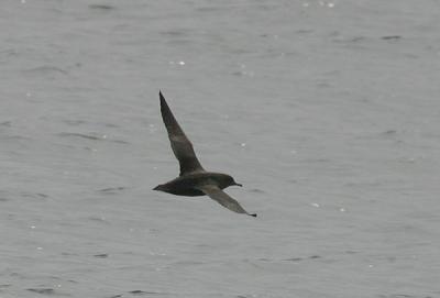 Sooty Shearwater