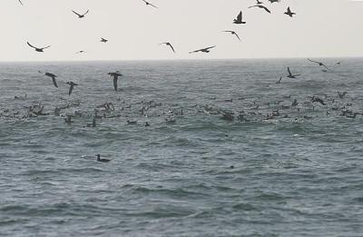 Sooty Shearwater