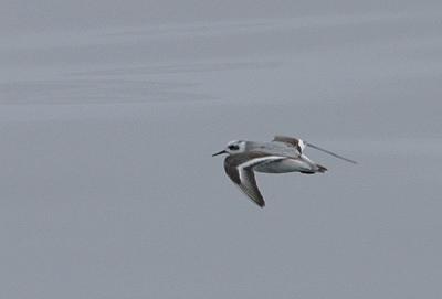 Red Phalarope